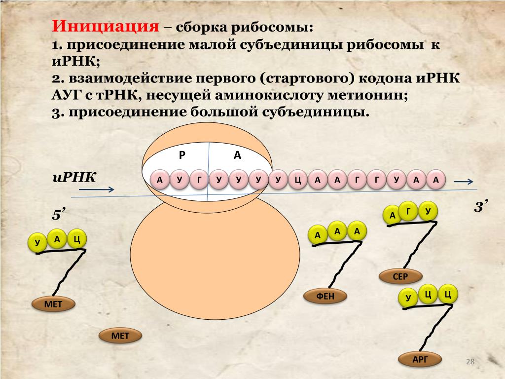 Инициация 5. Этапы трансляции биосинтеза белка инициация. Сборка рибосом. Стадия инициации биосинтеза белка. Сборка рибосомы схема.