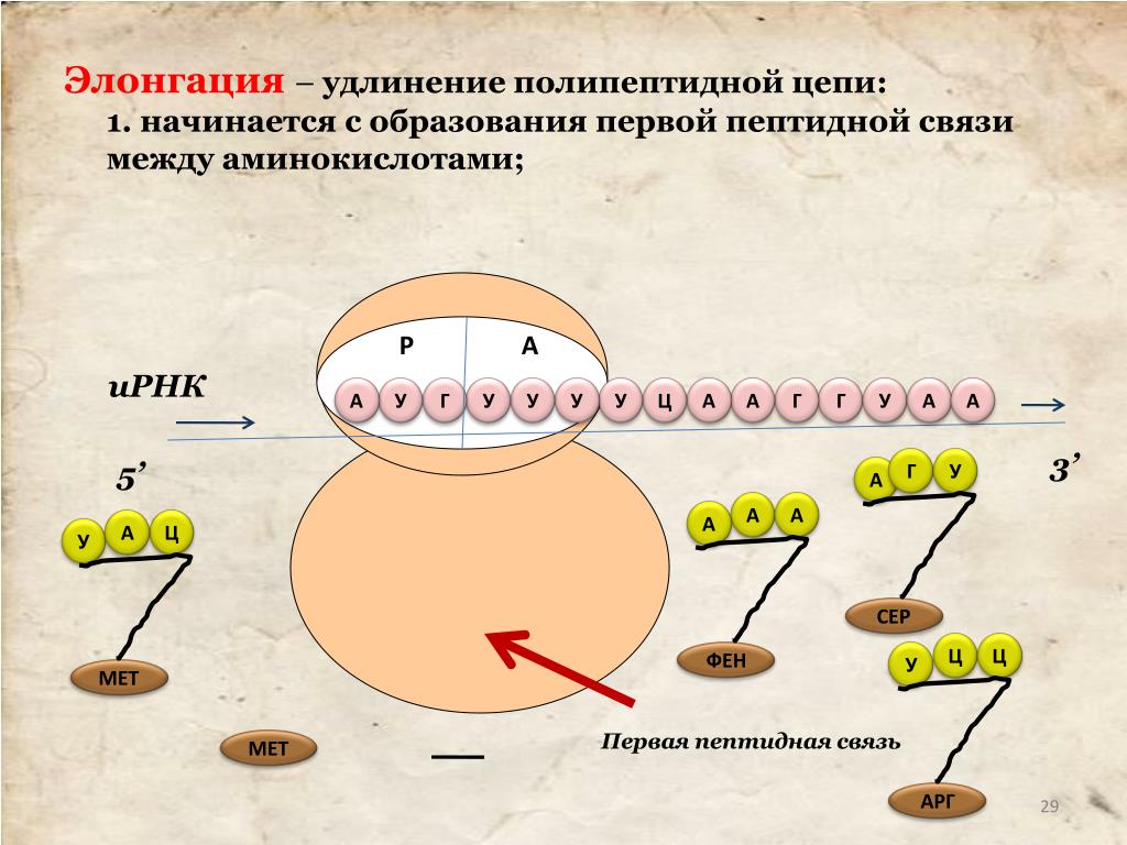 Синтез полипептидной цепи в рибосомах. Биосинтез белка трансляция элонгация. Схема синтеза белка в рибосоме. Элонгация биосинтеза белка.