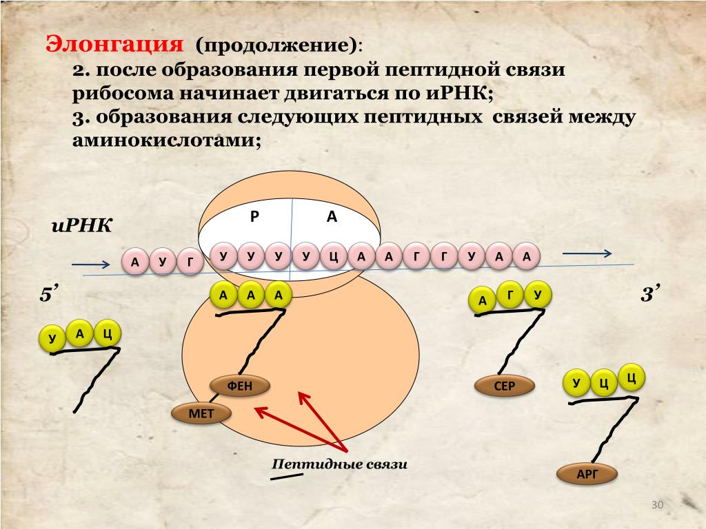 Взаимосвязь биосинтеза белка и дыхания. Биосинтез белка трансляция элонгация. Рибосома движется по ИРНК. Элонгация синтеза белка. Терминация синтеза белка.