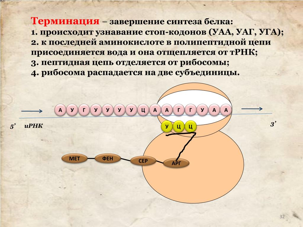 Синтез полипептидной цепи в рибосомах. Этапы трансляции биосинтеза белка инициация элонгация терминация. Стопкодоны синтеза белка. Биосинтез белка трансляция терминация. Процессы трансляции биосинтеза белка.