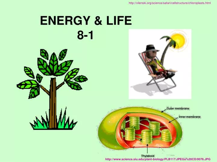 energy life 8 1 n.