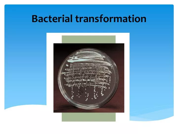 bacterial transformation n.