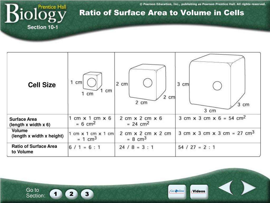 surface area biology