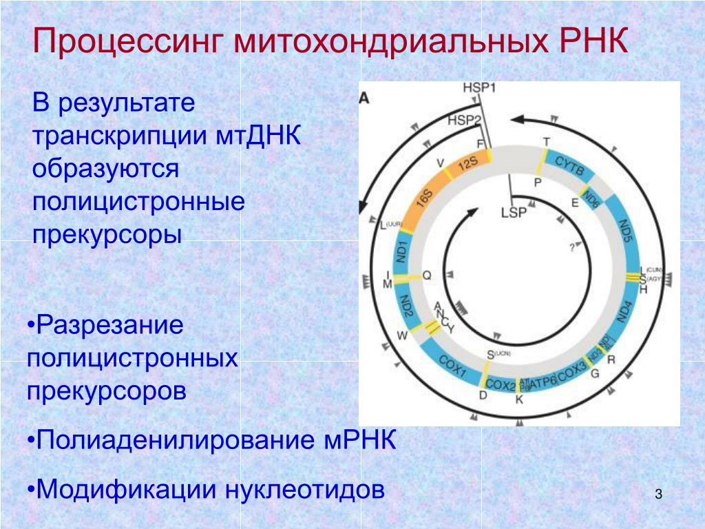 Митохондрия рнк. Митохондриальная РНК функция. Процессинг РНК митохондрий. Строение митохондриальной ДНК. Строение митохондрии РНК.