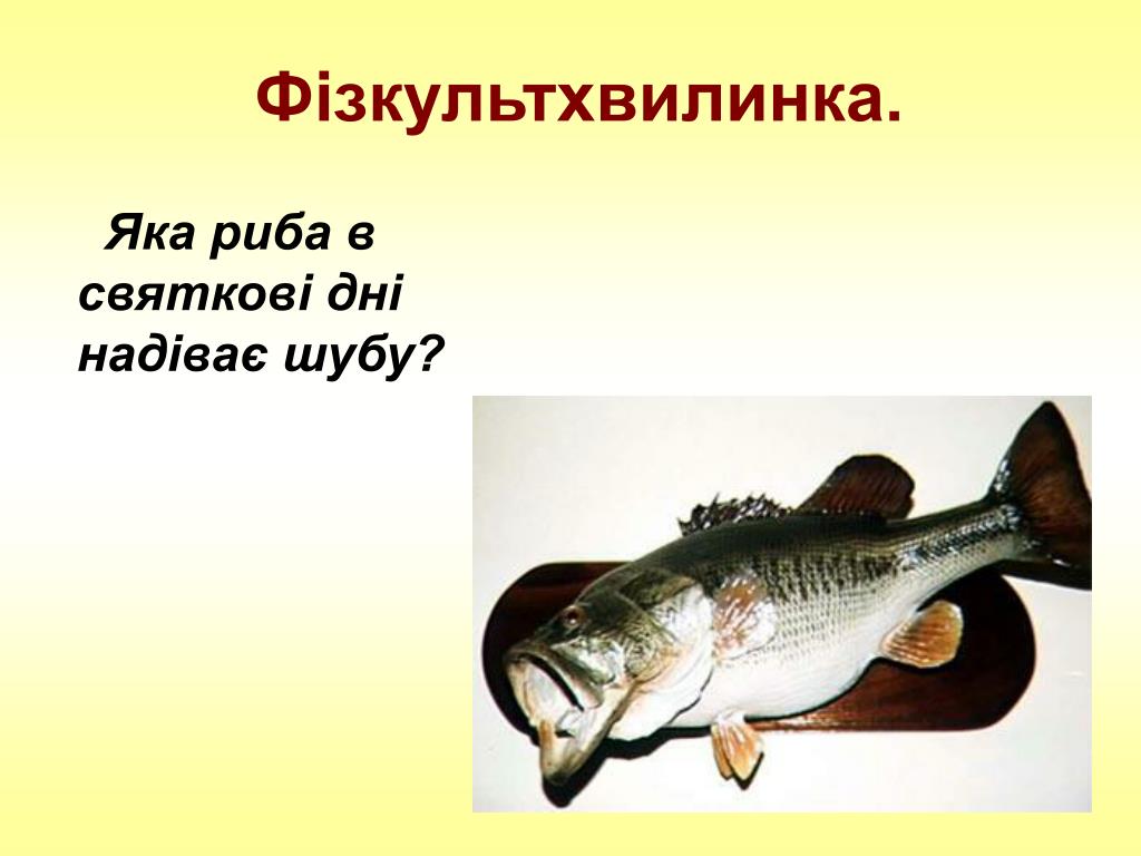 Рыба видит приманку. Какая рыба в праздничные дни надевает «шубу»?. Какая рыба носит шубу.