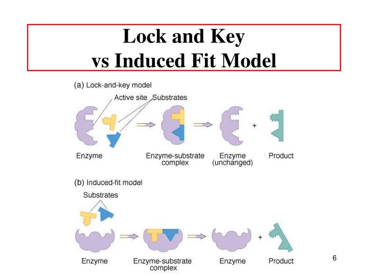 Ppt enzymes organic catalysts powerpoint presentation id 5816956