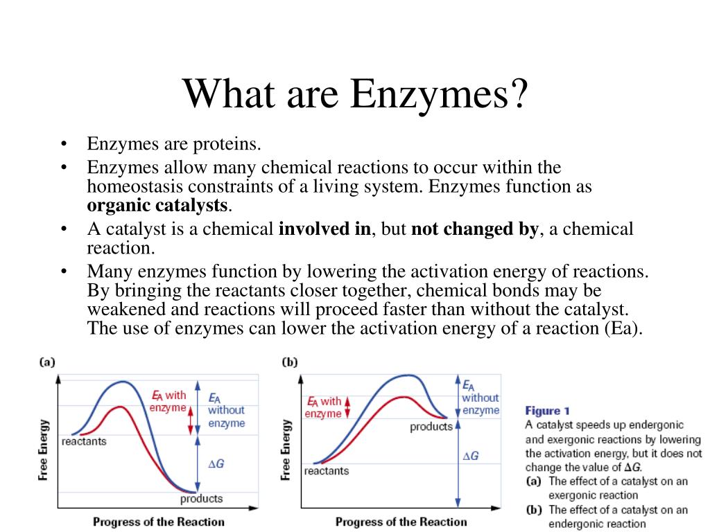 PPT Enzymes Organic Catalysts PowerPoint Presentation, free download
