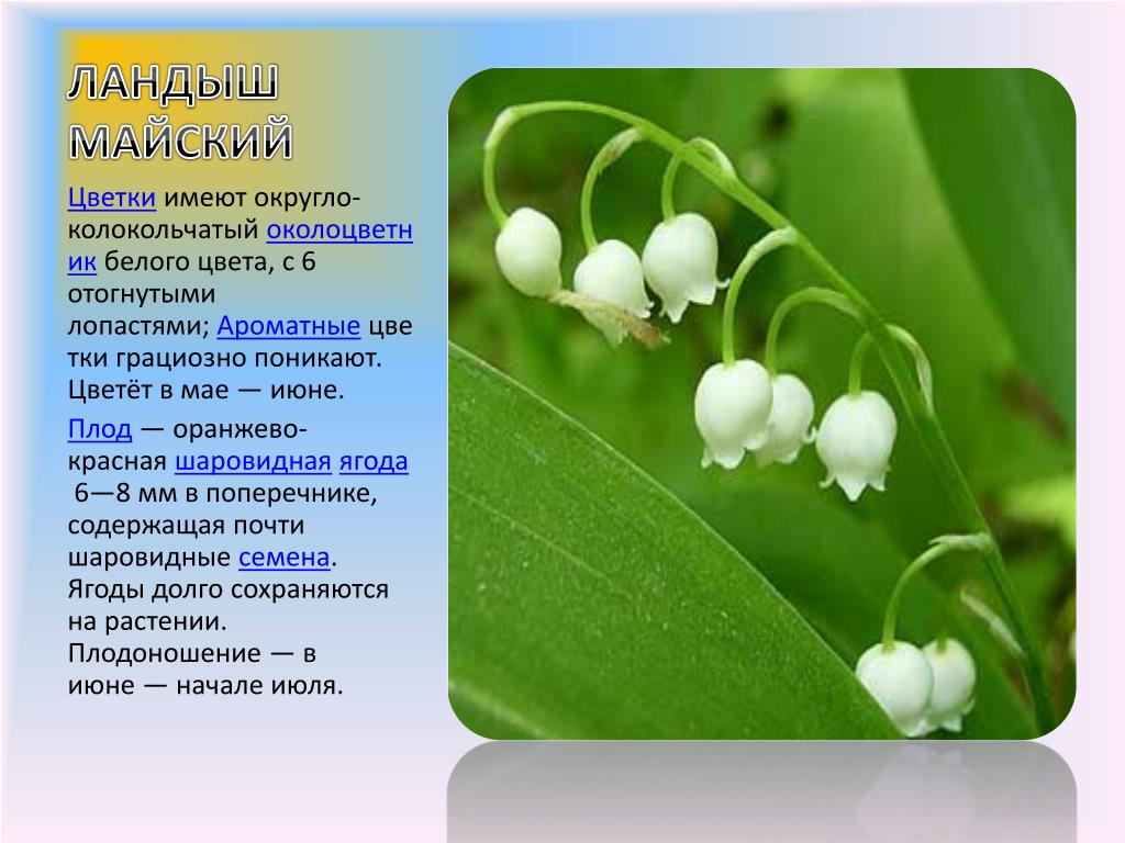 5 растений россии