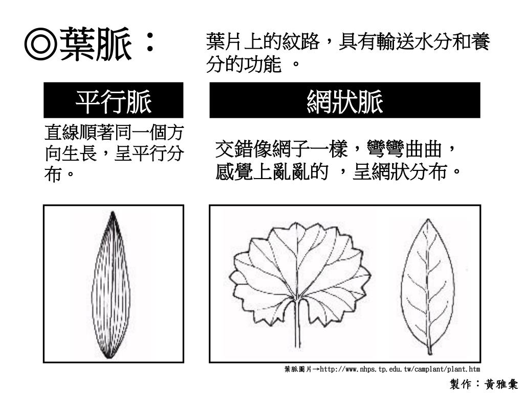 Ppt 認識植物powerpoint Presentation Free Download Id