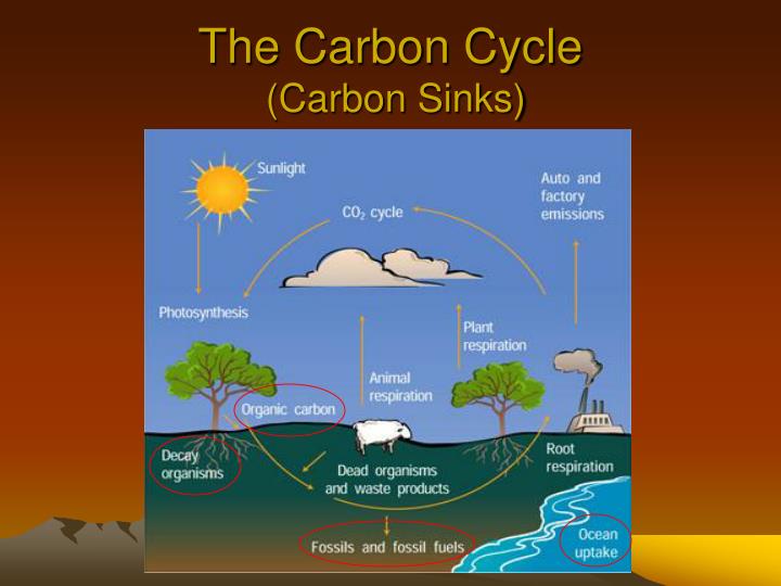 Carbon Dioxide Sinks. Climate Change: Of Carbon Emissions And Carbon ...