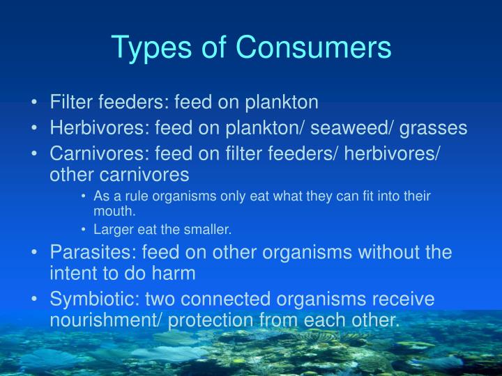 PPT - Ocean Life: Consumers PowerPoint Presentation - ID:5819620