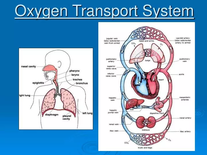 oxygen transport system n.
