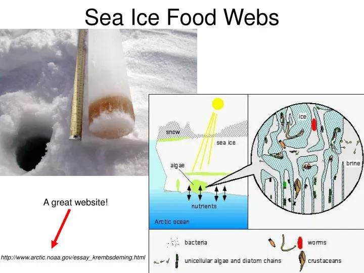 sea ice food webs n.