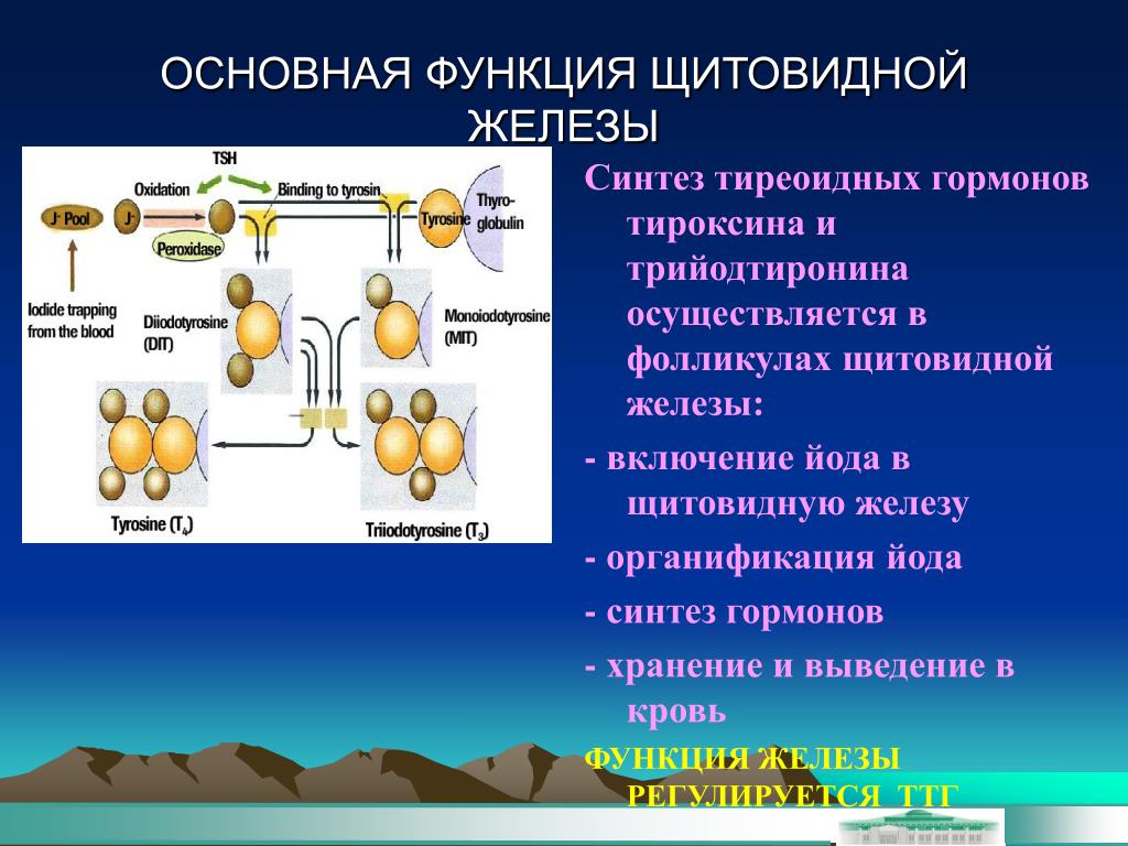 Синтез гормонов происходит. Синтез гормонов щитовидной железы. Синтез щитовидных гормонов. Синтез тиреоидных гормонов. Место синтеза щитовидной железы.