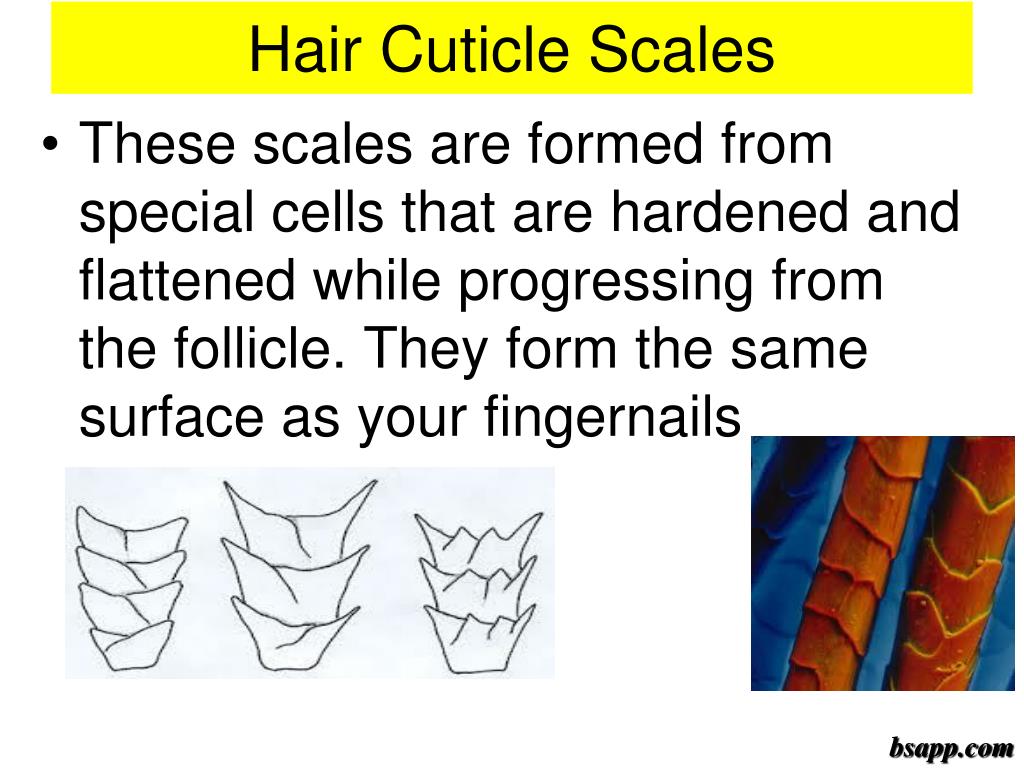 PPT Forensic Science PowerPoint Presentation, free download ID5822230
