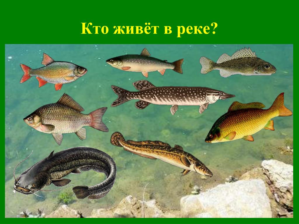 Рыбы Реки Кубань Фото С Названиями