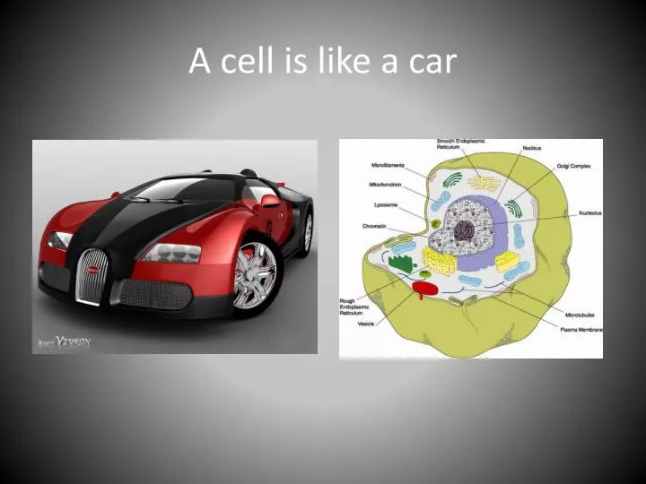 a cell is like a car n.