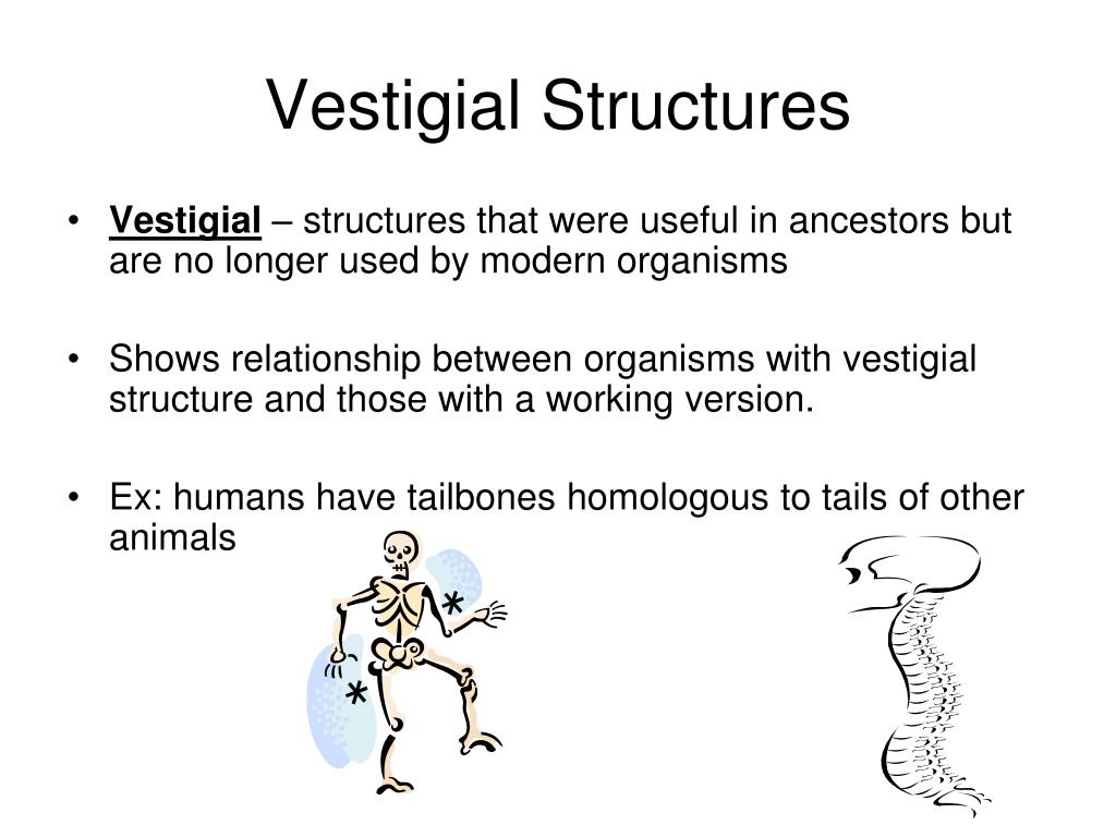 download vestigial structures download vestigial structures