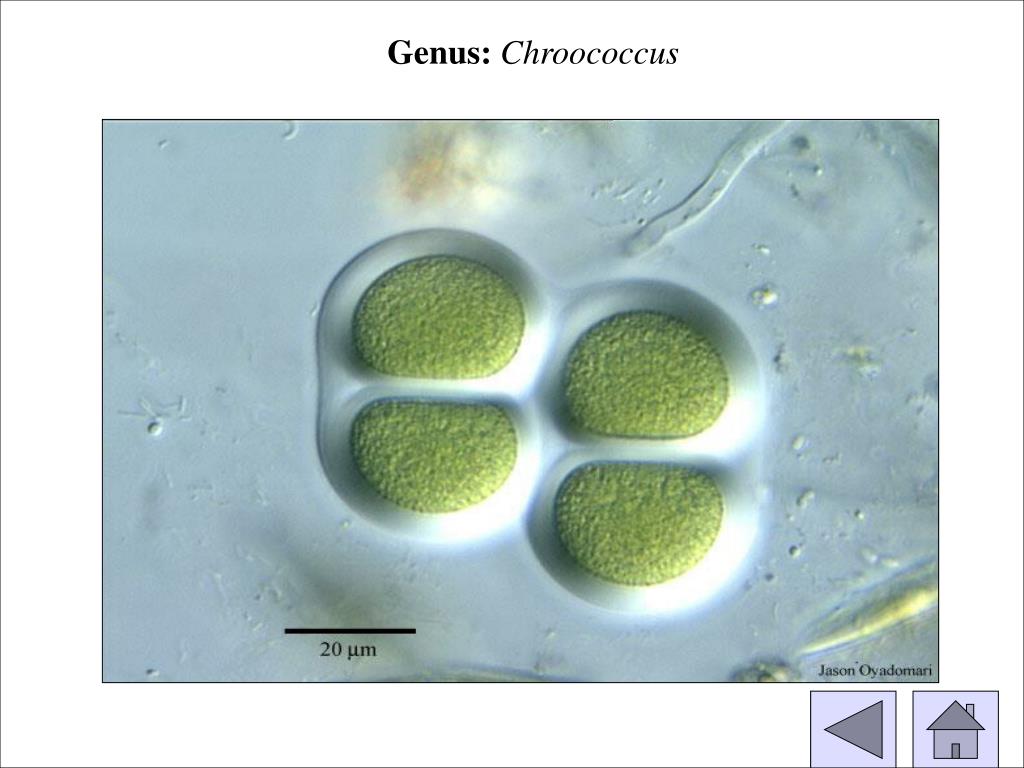Фитопланктон вес. Хроококк водоросль. Газовая вакуоль фитопланктон. Род Chroococcus. Микросферы фитопланктон.