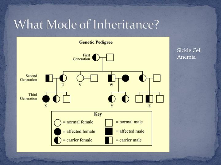 Duchenne Muscular Dystrophy Pedigree Chart