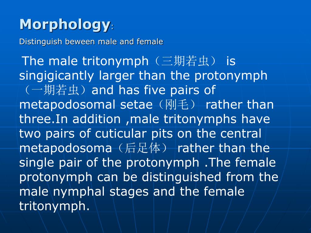 Ppt Psoroptes Communis 痒螨 Powerpoint Presentation Free Download Id