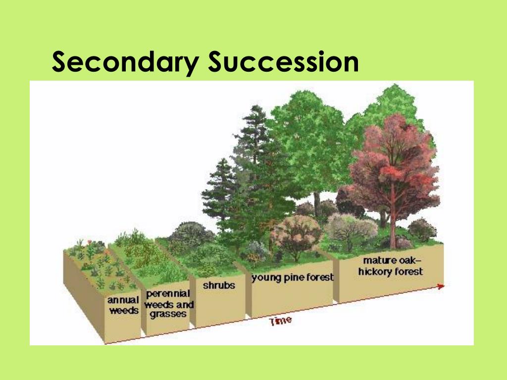 Facts About Ecological Succession facts-about-ecological-succession