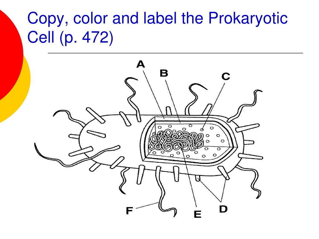 Plant Cell | Definition, Diagram & Parts - Video & Lesson Transcript |  Study.com