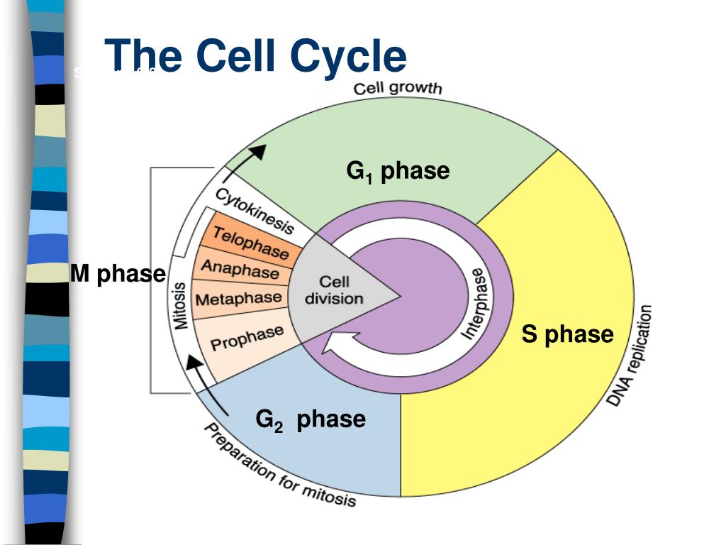 powerpoint presentation on cell cycle