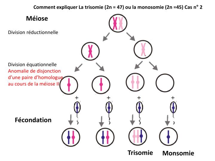 PPT - Méiose Division réductionnelle Division équationnelle PowerPoint ...