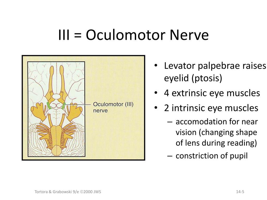 PPT - CRANIAL NERVES!!! PowerPoint Presentation, free download - ID:5835619