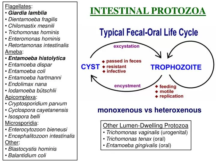 A trichomoniasis - Paraziták kezelése terhes nőkben - Trichomonas és Giardia