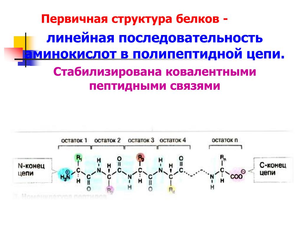 Химическая связь первичной структуры. Первичная структура белка первичная структура белка. Строение белков первичная структура. Первичная структура белка аминокислоты. Первичная структура белка линейная структура.