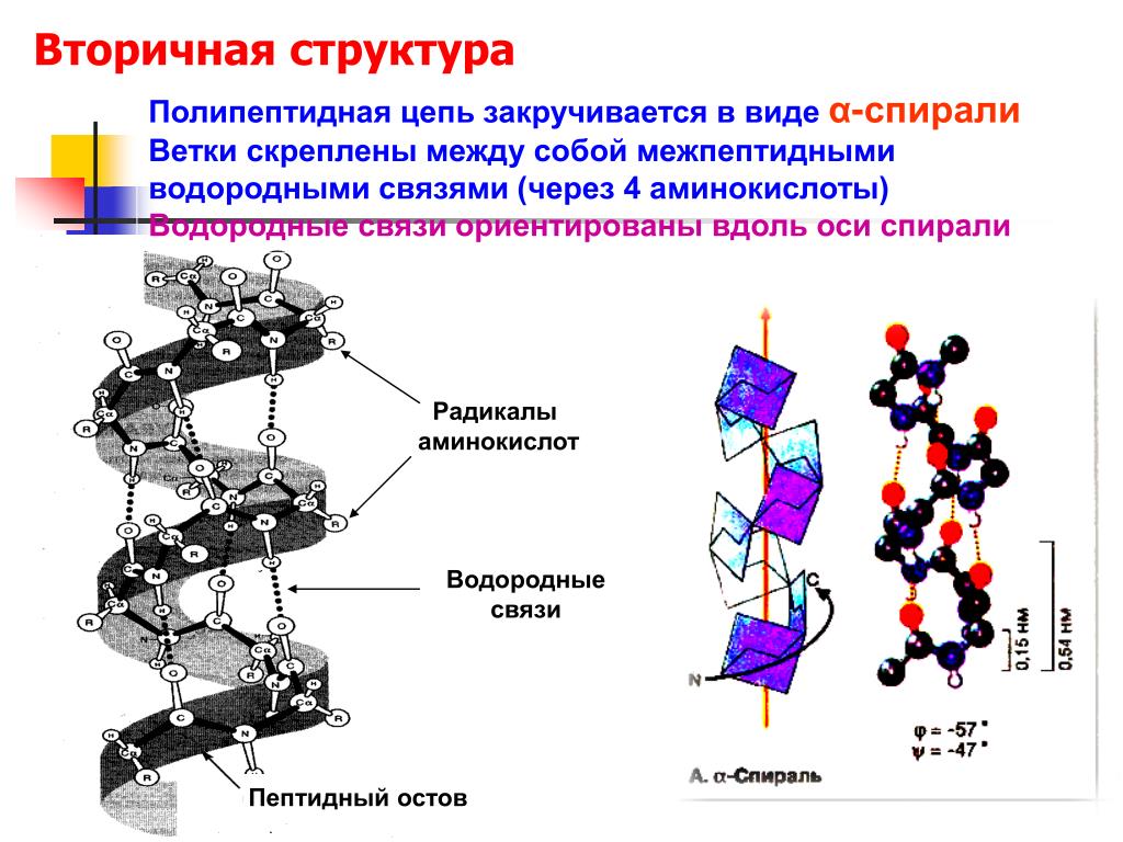 Сборка полипептидов. Вторичная структура полипептидной цепи. Вторичная структура полипептидов и белков это. Вторичная структура полипептидов. Структура полипептидной цепи.