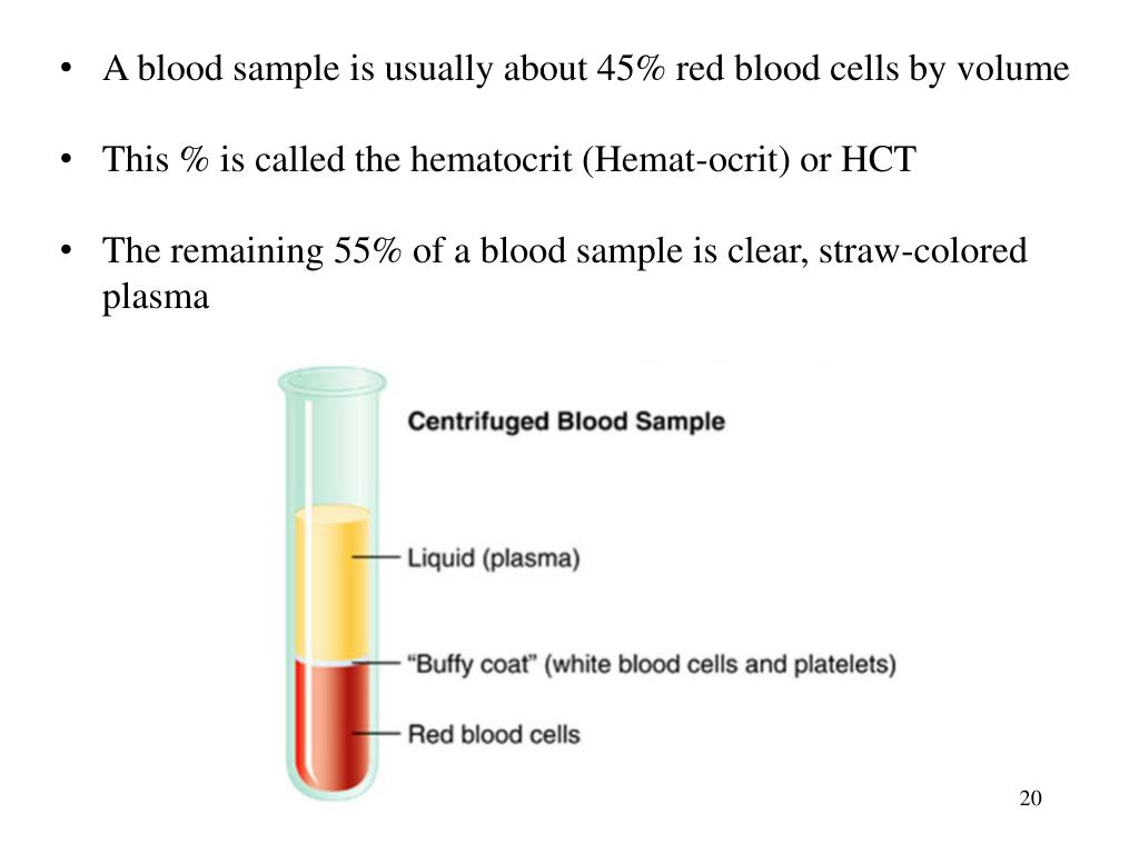 Ppt Ch 14 Blood Powerpoint Presentation Free Download Id5839507