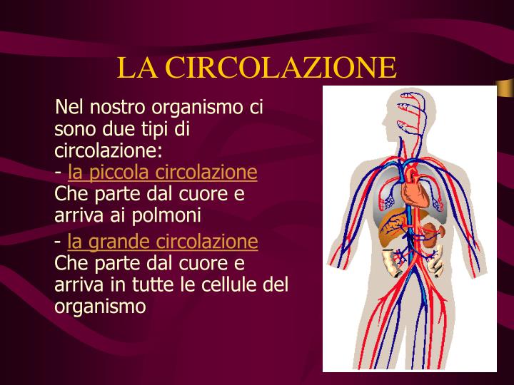PPT - L’APPARATO CIRCOLATORIO PowerPoint Presentation - ID:5840871