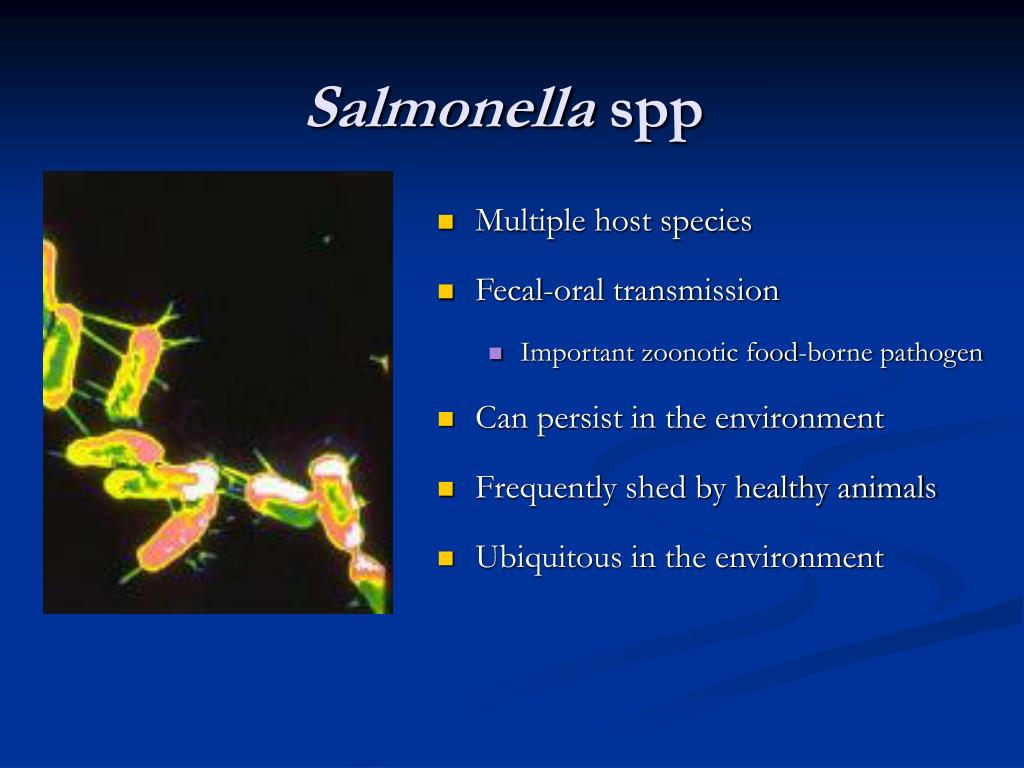 Сальмонеллез у собак. Salmonella SPP, сальмонелла.. Сальмонелла Bredeney. Сальмонелла SPP расшифровка. Сальмонелла choleraesuis.