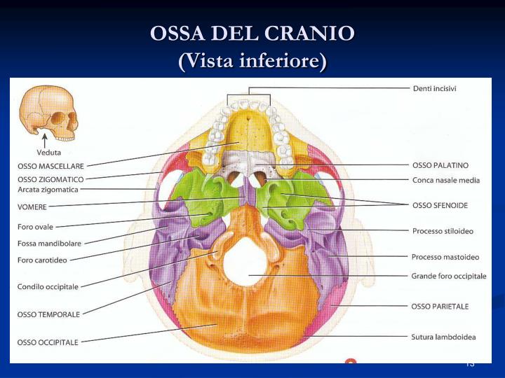 PPT - MORFOLOGIA APPARATO STOMATOGNATICO PowerPoint Presentation - ID