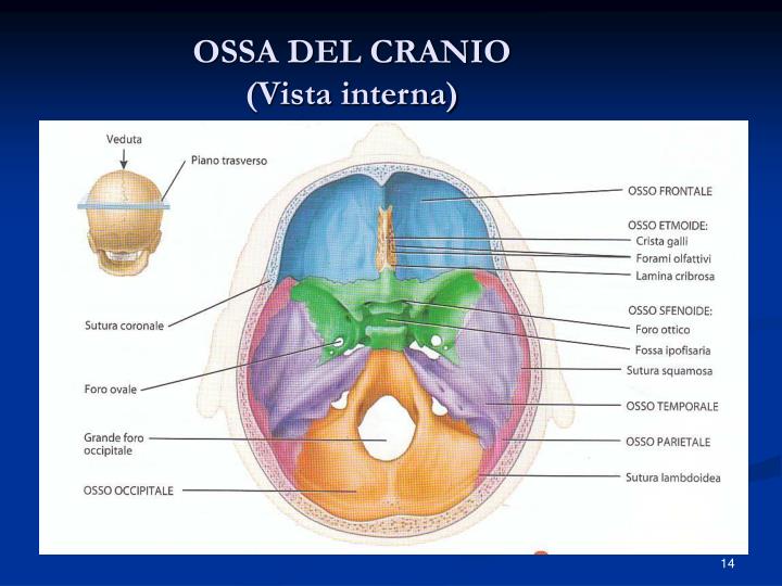 PPT - MORFOLOGIA APPARATO STOMATOGNATICO PowerPoint Presentation - ID