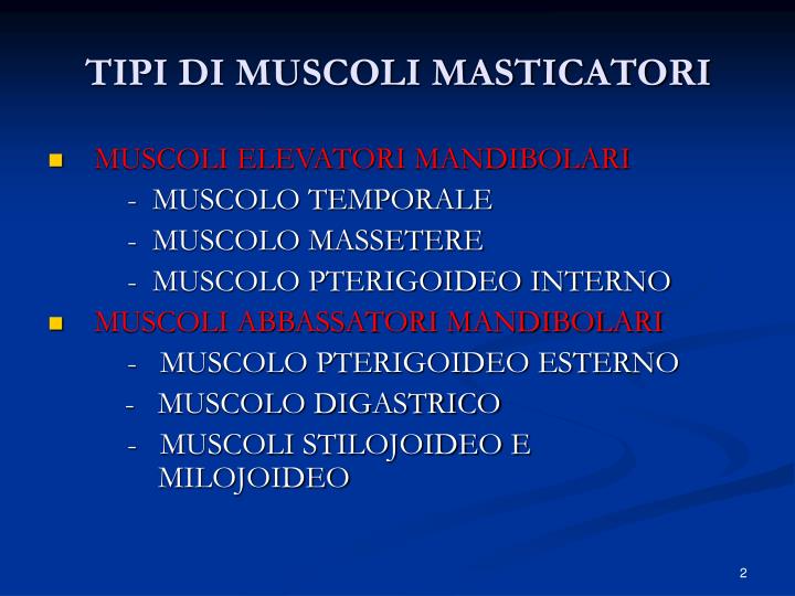 Masticatori PPT - MORFOLOGIA APPARATO STOMATOGNATICO PowerPoint Presentation - ID ...
