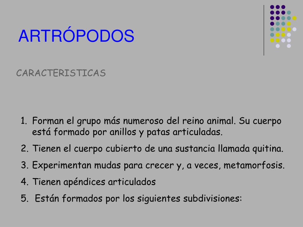PPT - Conozcamos el Reino Animal PowerPoint Presentation, free download -  ID:5843347