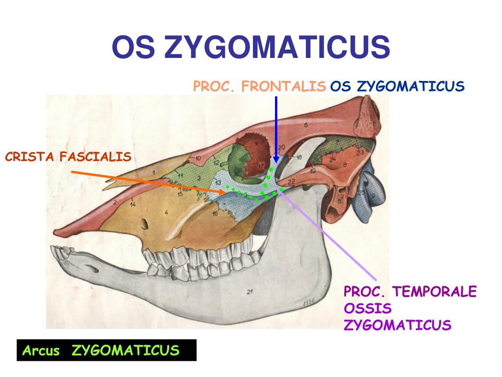 Arcus Zygomaticus Anatomy - Sorrelliearringsideas