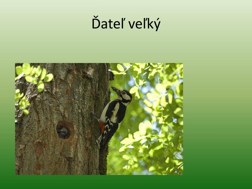 veľký ol vtáky