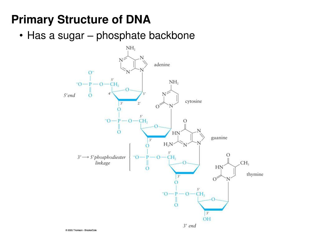Структуры молекулы днк установили. Первичная структура ДНК. Фрагмент первичной структуры ДНК. Первичная структура ДНК И РНК. Первичная структура гемоглобина.