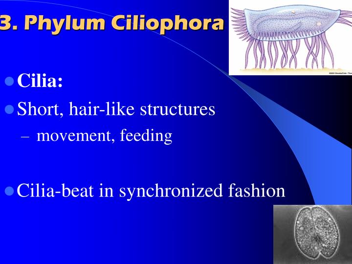 PPT - 2008 Study Guide for Chapter 19, Protists PowerPoint Presentation ...