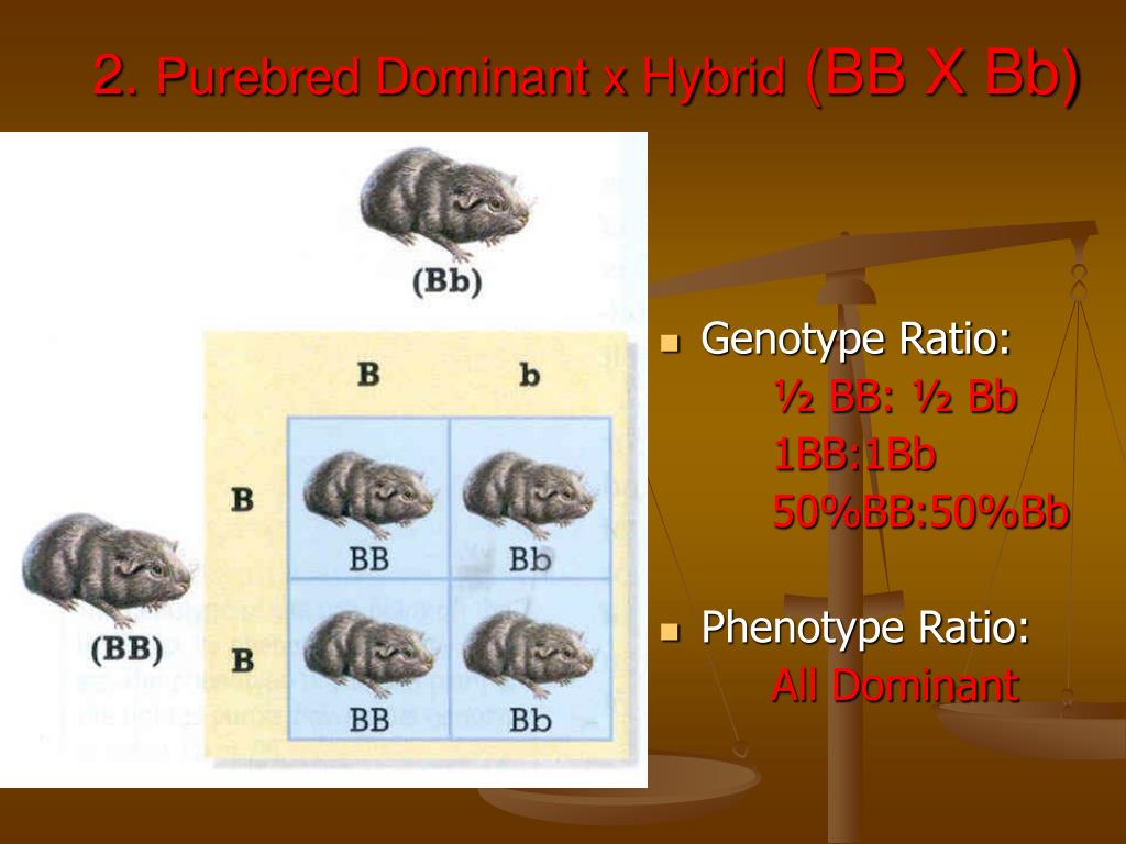 Purebred Vs Hybrid Genotypes