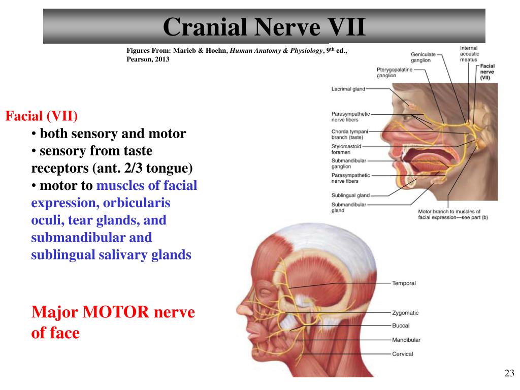 PPT - The Central Nervous System Brain II Cranial Nerves PowerPoint