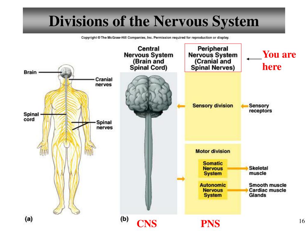 Тест нервная система органы чувств. Peripheral nervous System (PNS). The nervous System (Divisions):. Центральная нервная система. Nervous System functions.