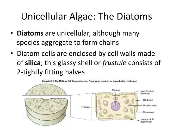 PPT Unicellular Algae The Diatoms PowerPoint Presentation ID5856088