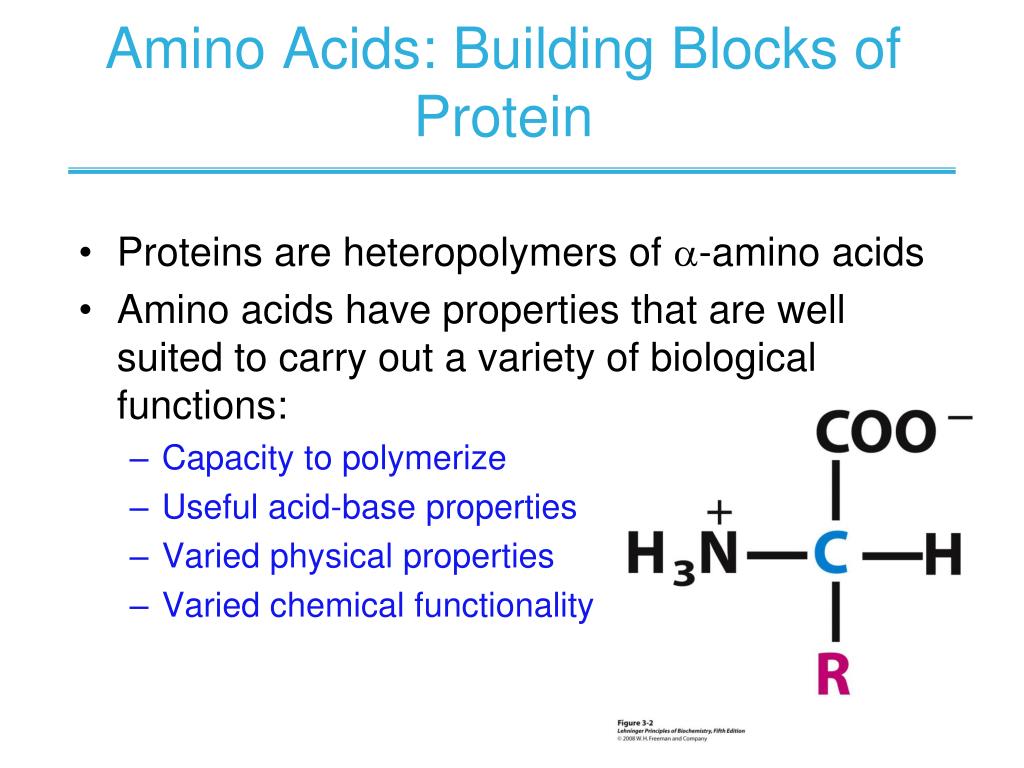 PPT CHAPTER 3 Amino Acids, Peptides, Proteins PowerPoint Presentation ID5857739