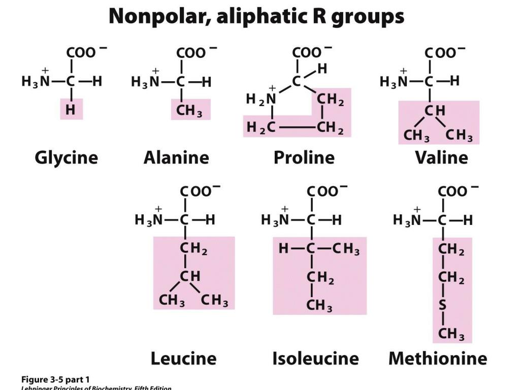 Глицин класс соединений. Non Polar Amino acids. Аланин пролин. Пролин глицин аланин. Алифатические аминокислоты.